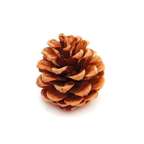 Pine cone